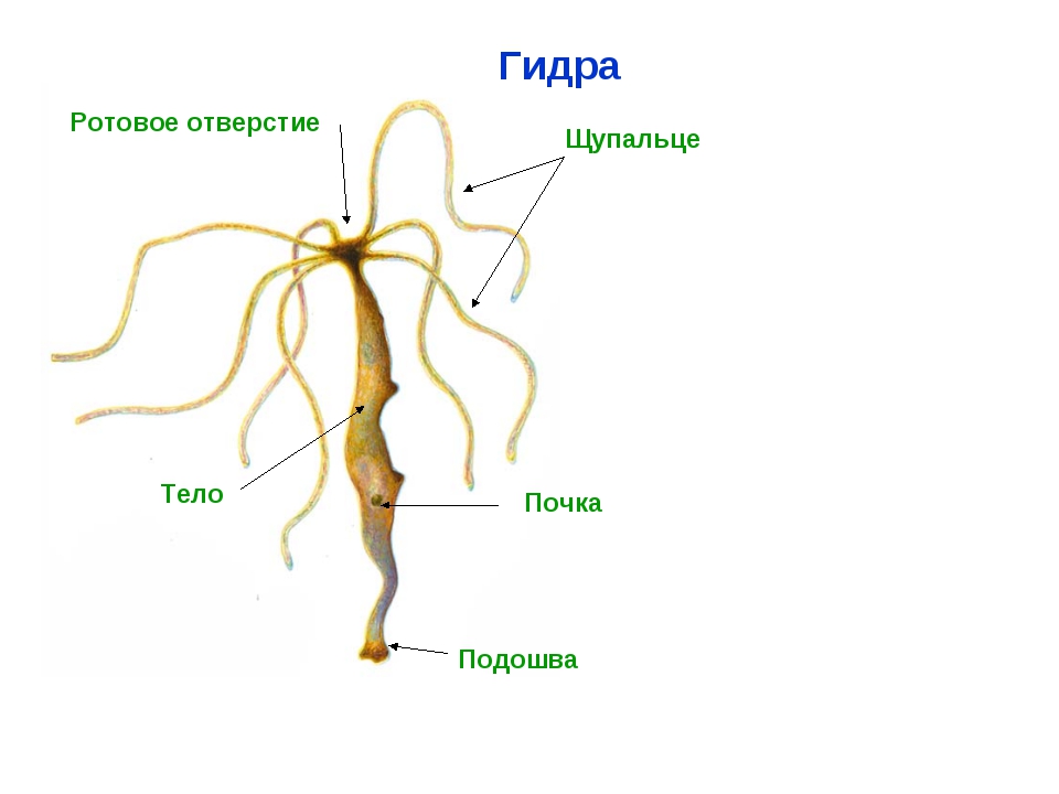 Кракен запрещен в россии